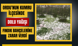 Ordu’nun Kumru İlçesinde Dolu Yağışı Fındık Bahçelerine Zarar Verdi