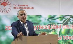 Samsun’da zeytin yetiştiriciliği yeniden canlanıyor