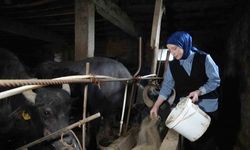 Ticari süt işletmelerince 1 milyon 15 bin 647 ton inek sütü toplandı