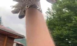 8 yıllık atmacasını doğaya saldı, atmaca arkasına bakmadan uçup gitti