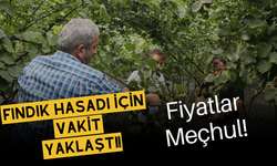 Fındık Hasadı İçin Vakit Yaklaştı, Fiyatlar Meçhul!
