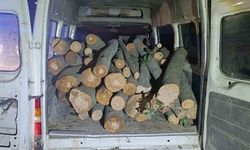 1 ton kaçak orman ürünü ele geçirildi