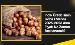 Fındık Üreticisinin Gözü TMO’da: 2025-2026 Alım Fiyatı Ne Zaman Açıklanacak?