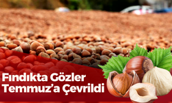 Fındıkta Gözler Temmuz’a Çevrildi