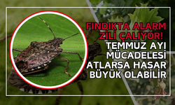 Fındıkta Alarm Zili Çalıyor! Temmuz Ayı Mücadelesi Atlarsa Hasar Büyük Olabilir