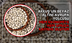 Akkuş’un Beyaz Altını Avrupa Yolcusu: Şeker Fasulyesi Hem Ekonomiye Hem Umuda Kaynak Oluyor