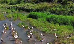 Karabük’te leylekler ve pelikan dronla görüntülendi