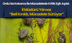 Ordu'da Kokarca ile Mücadelede Kritik Eşik Aşıldı: İl Müdürü Yılmaz “Beli Kırıldı, Mücadele Sürüyor”
