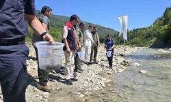 Sinop’ta derelere kırmızı benekli alabalık takviyesi