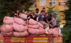 Tıka basa çay dolu kamyonun kasasında tehlikeli yolculuk
