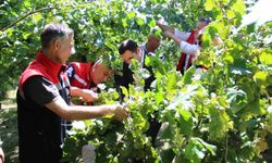 Türkiye’de en çok fındık üretilen ikinci il olan Samsun’da rekolte tahmini çalışmaları