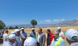 Vezirköprü’de kanola hasadı başladı