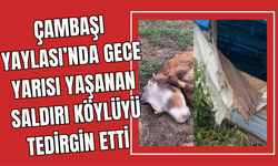 Çambaşı Yaylası’nda Gece yarısı yaşanan saldırı köylüyü tedirgin etti
