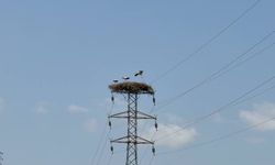Karabük’te leylek sürüsü ve yuvaları dronla görüntülendi