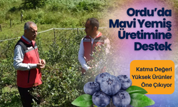 Ordu’da Mavi Yemiş Üretimine Destek