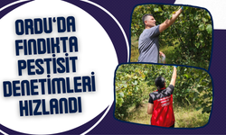 Ordu’da Fındıkta Pestisit Denetimleri Hızlandı