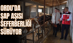 Ordu’da Şap Aşısı Seferberliği Sürüyor