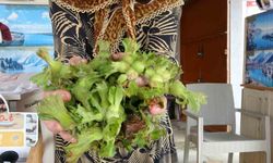 TMO 200 lira açıkladı, tezgahta 300 liradan satışı başladı