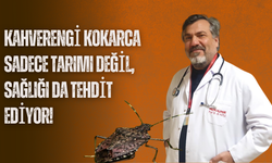 Kahverengi Kokarca Sadece Tarımı Değil, Sağlığı da Tehdit Ediyor!