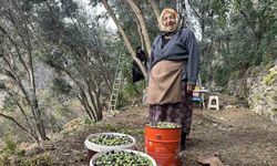 Artvin’de Butko Zeytininin hasadı devam ediyor