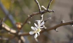 Gümüşhane’de Kasım ayında çiçek açan elma ağacı şaşırttı