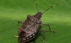 Kahverengi kokarcaya karşı zehirli mantarlarla biyolojik mücadele yürütülecek