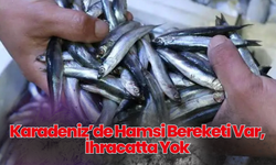 Karadeniz’de Hamsi Bereketi Var, İhracatta Yok