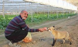 Küs olan kardeşlerin tilki rekabeti: Ağabey mangal partisi yapıyor, kardeşi pastayla besliyor