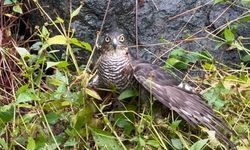 Rize’de atmacalar bıldırcın avında yarıştı