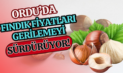 Ordu’da Fındık Fiyatları Gerilemeyi Sürdürüyor