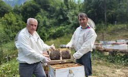 Türkiye’nin AB tescilli 43’üncü ürünü Yenice ıhlamur balı oldu