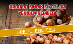 Ordu’da Fındık Fiyatları Yeniden Geriledi: Üretici Endişeli
