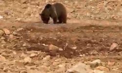 Yol kenarındaki ayıya ’hamsi’ ziyafeti verdiler