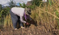 Yusufeli’nde pirinç hasadı başladı: Dağların arasında bereketli topraklar