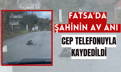 Fatsa’da Şahinin Av Anı Cep Telefonuyla Kaydedildi