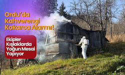 Ordu’da Kahverengi Kokarca Alarmı! Ekipler Kışlaklarda Yoğun Mesai Yapıyor