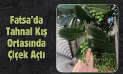 Fatsa’da Tahnal Kış Ortasında Çiçek Açtı