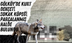 Gölköy’de Kurt Dehşeti: Sokak Köpeği Parçalanmış Halde Bulundu