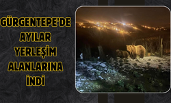 Gürgentepe’de Ayılar Yerleşim Alanlarına İndi