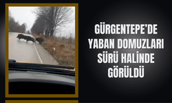 Gürgentepe’de Yaban Domuzları Sürü Halinde Görüldü