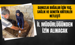Damızlık Boğalar İçin Yaş, Sağlık ve Genetik Kriterler Netleşti