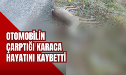 Otomobilin Çarptığı Karaca Hayatını Kaybetti
