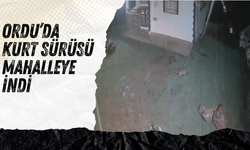 Ordu’da Kurt Sürüsü Mahalleye İndi: Evlerin Yakınına Kadar Geldiler