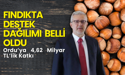 Fındıkta Destek Dağılımı Belli Oldu: Ordu’ya 4,62 Milyar TL’lik Katkı