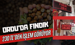Ordu’da Fındık 230 TL’den İşlem Görüyor