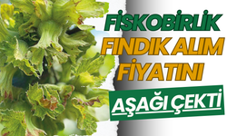 Fiskobirlik Fındık Alım Fiyatını Aşağı Çekti