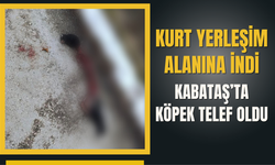 Kurt Yerleşim Alanına İndi: Kabataş’ta Köpek Telef Oldu