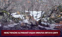 Nesli Tehlike Altındaki Vaşak Ordu’da Ortaya Çıktı