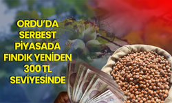 Ordu’da Serbest Piyasada Fındık Yeniden 300 TL Seviyesinde