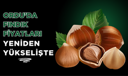 Ordu’da Fındık Fiyatları Yeniden Yükselişte